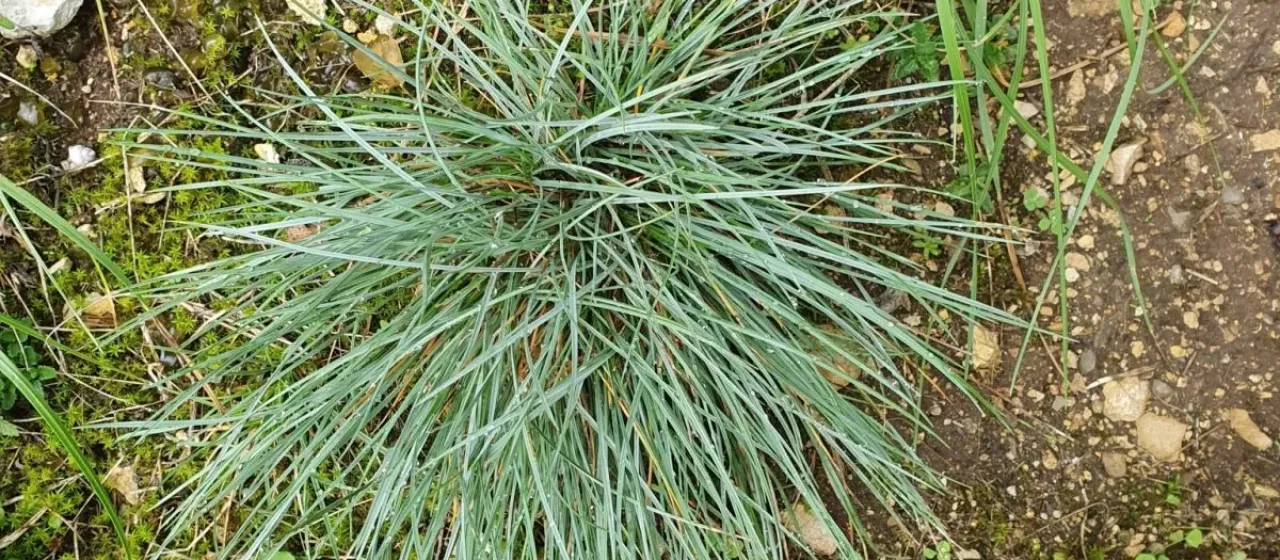 Blue fescue