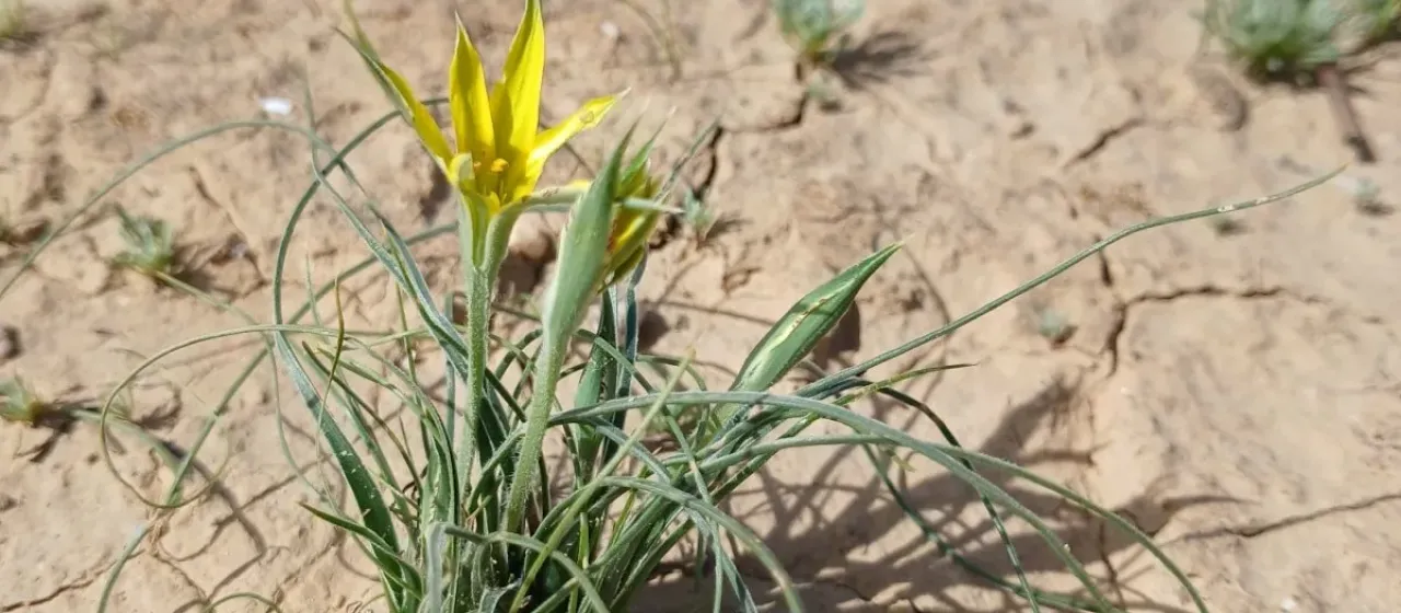 Gagea reticulata