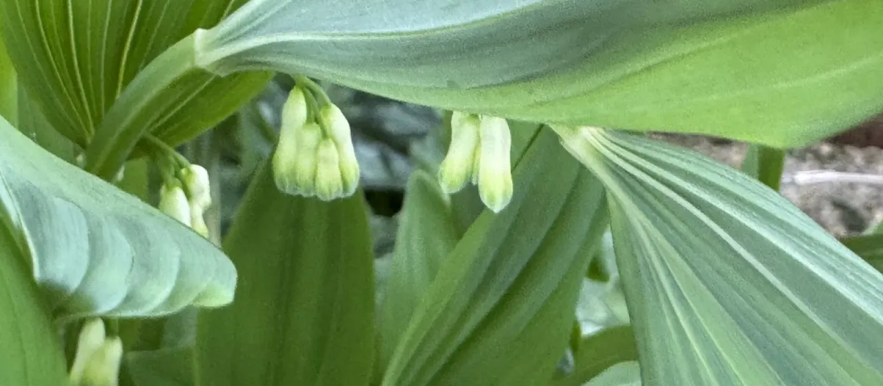 Hybrid Solomon's seal