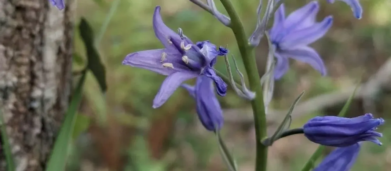 Hyacinthoides paivae