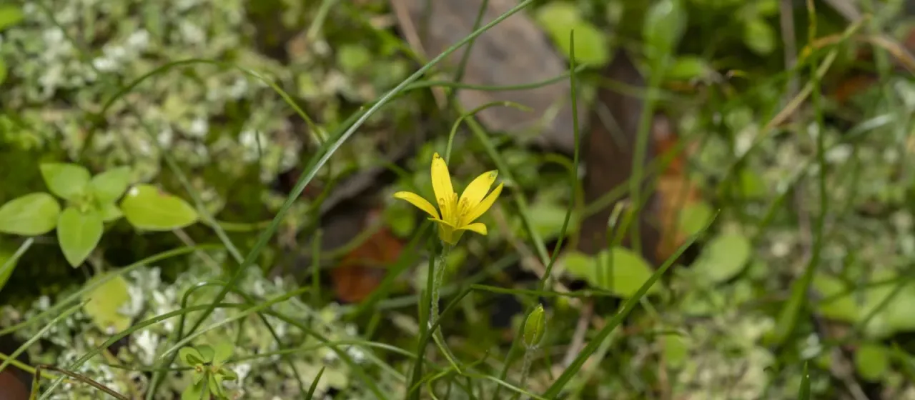 Gagea peduncularis