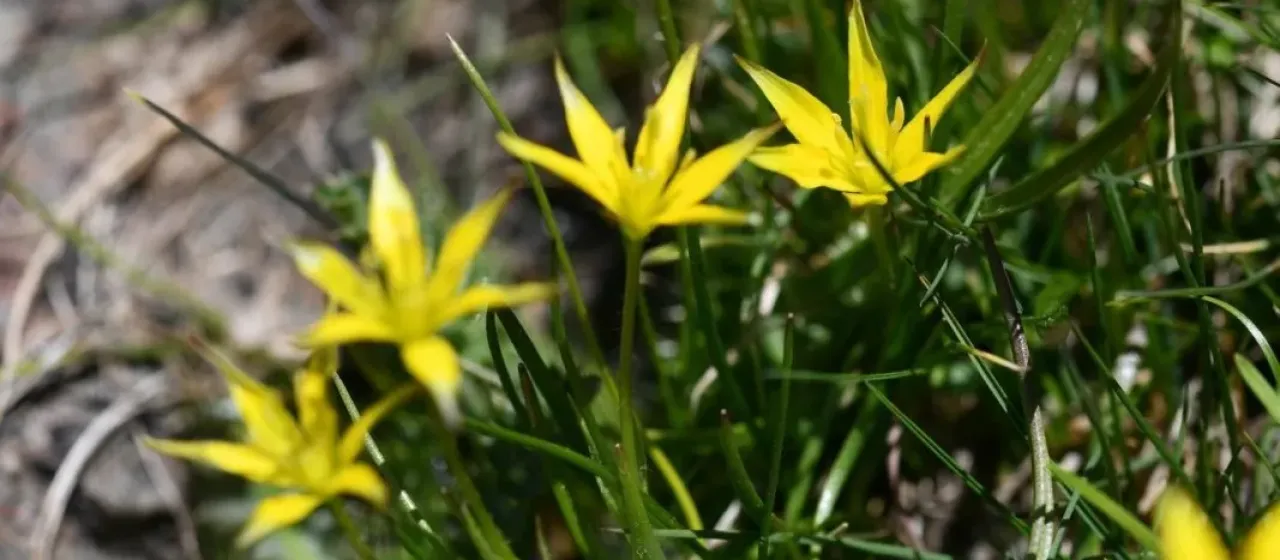 Nevadan star-of-Bethlehem