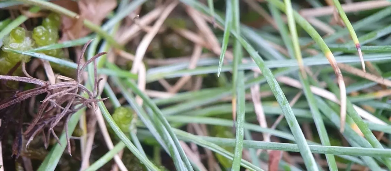 Blue fescue
