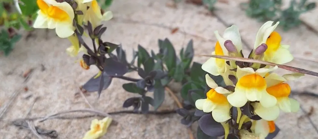 Japanese toadflax