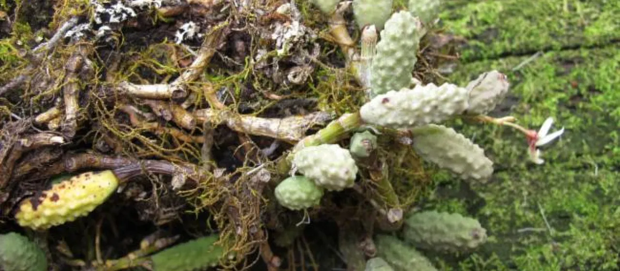 Cucumber orchid