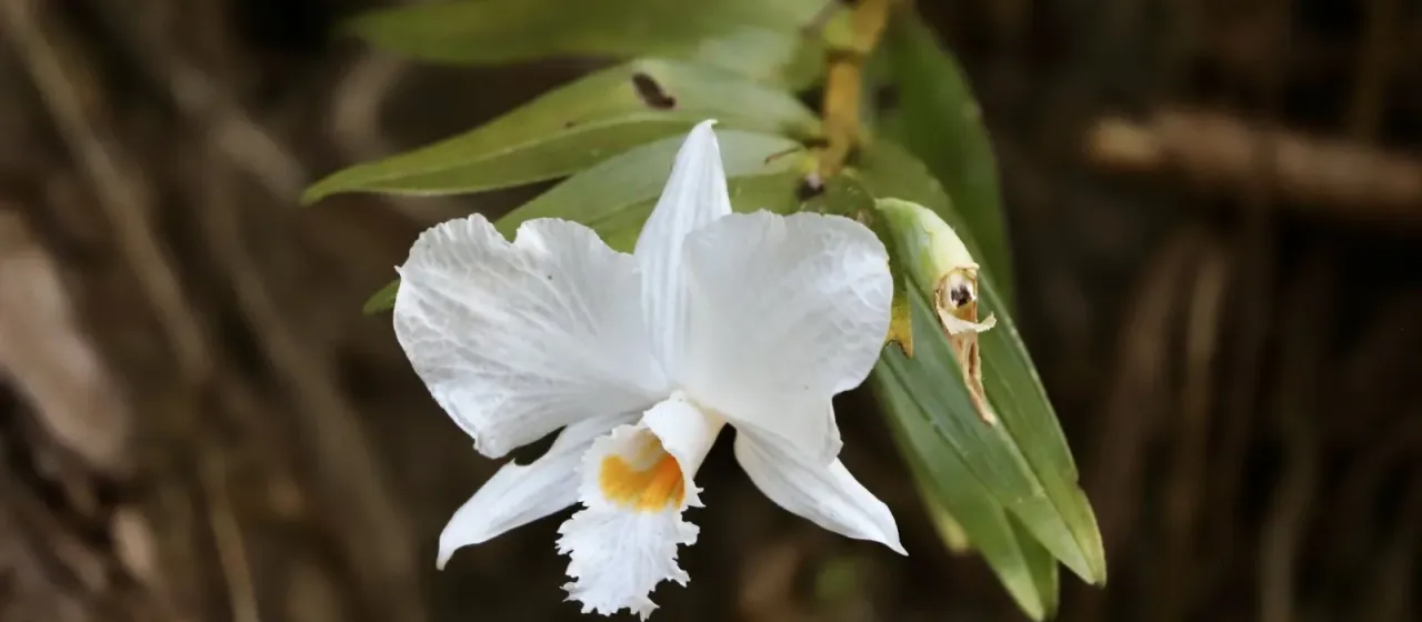 Dendrobium infundibulum
