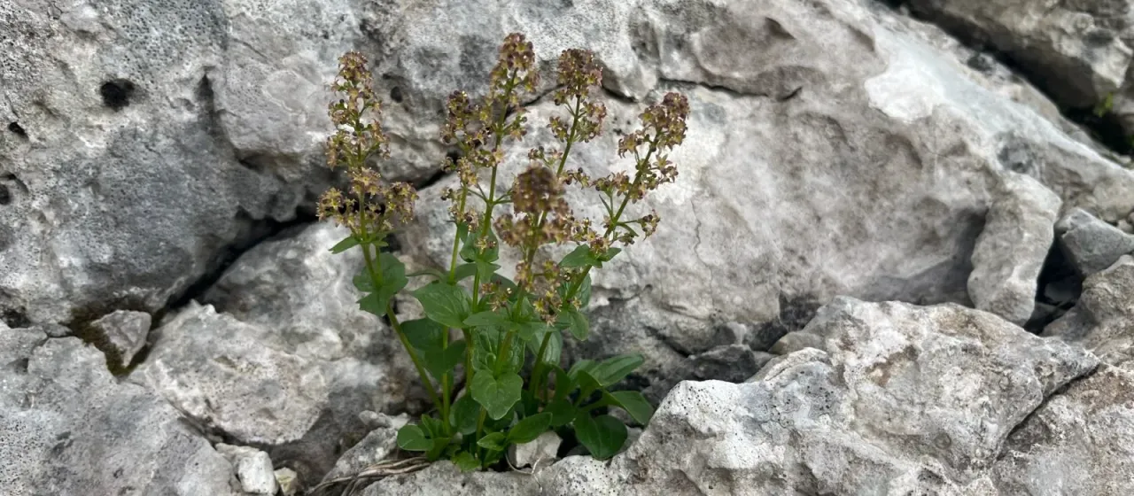 Valeriana elongata