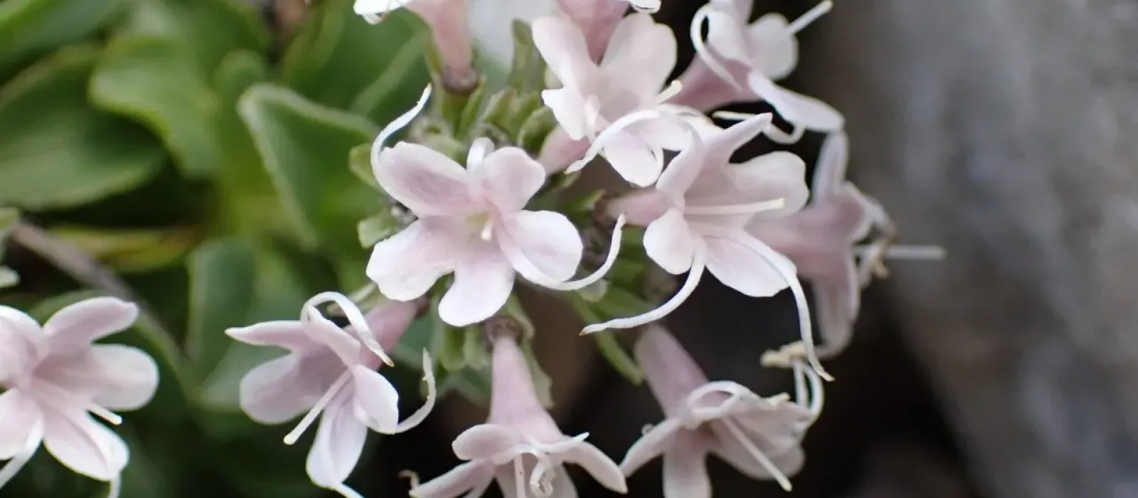 Valeriana supina