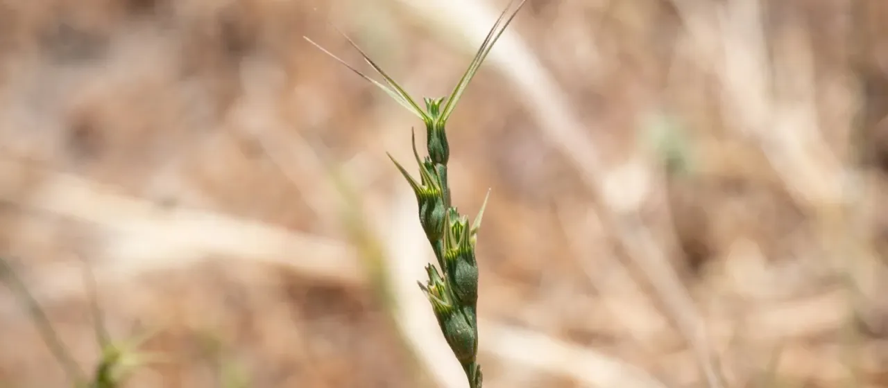 Aegilops peregrina