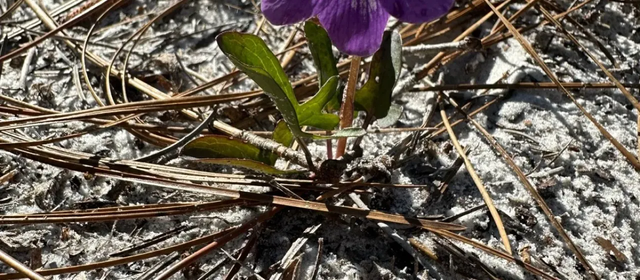 Seven-lobed violet