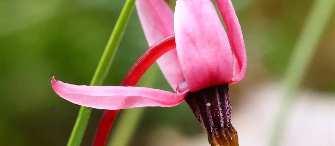 Small cranberry