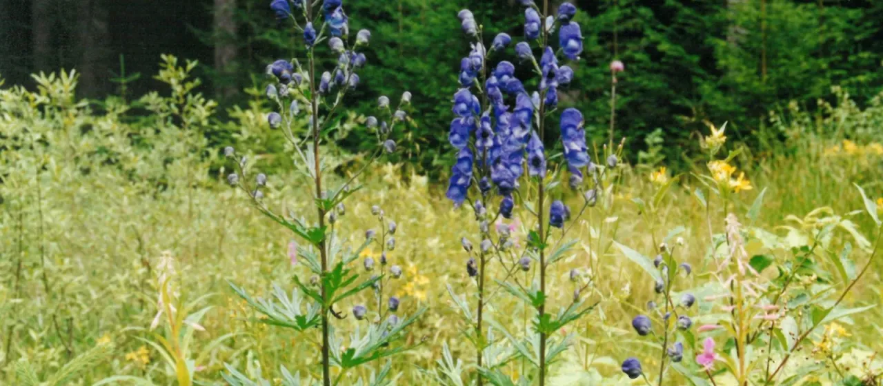 Northern wolfsbane