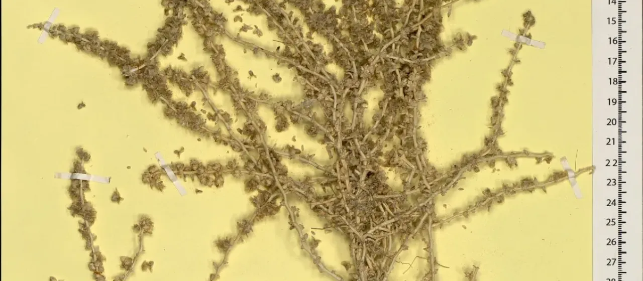 Agathophora alopecuroides