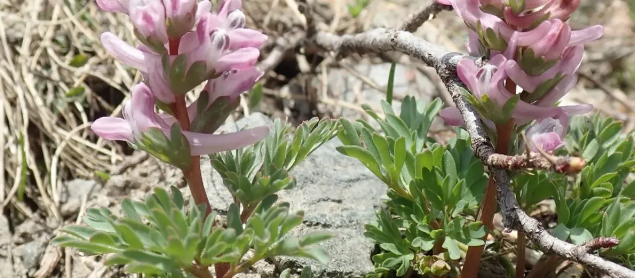 Corydalis wendelboi
