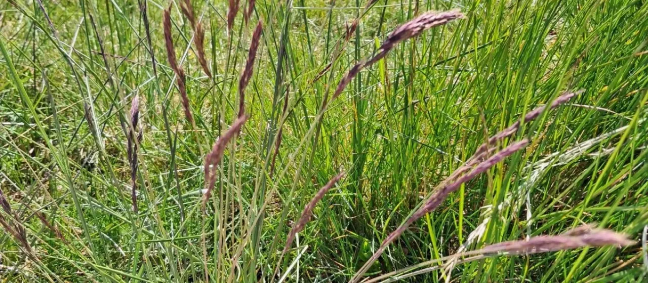 Heterophyllous fescue