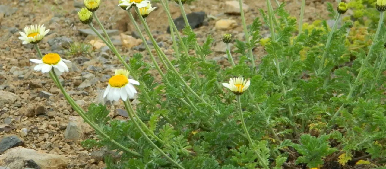 Cota melanoloma