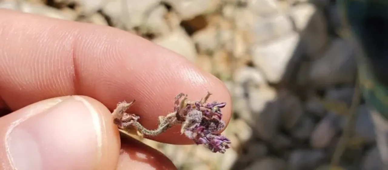 Anchonium