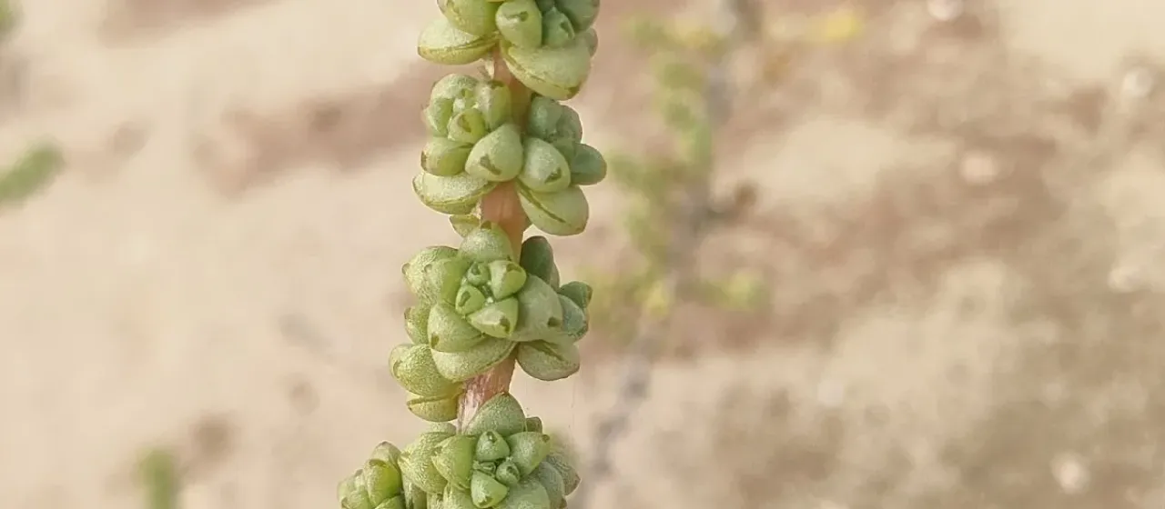 Traganum moquinii