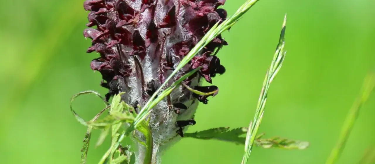 Pedicularis atropurpurea