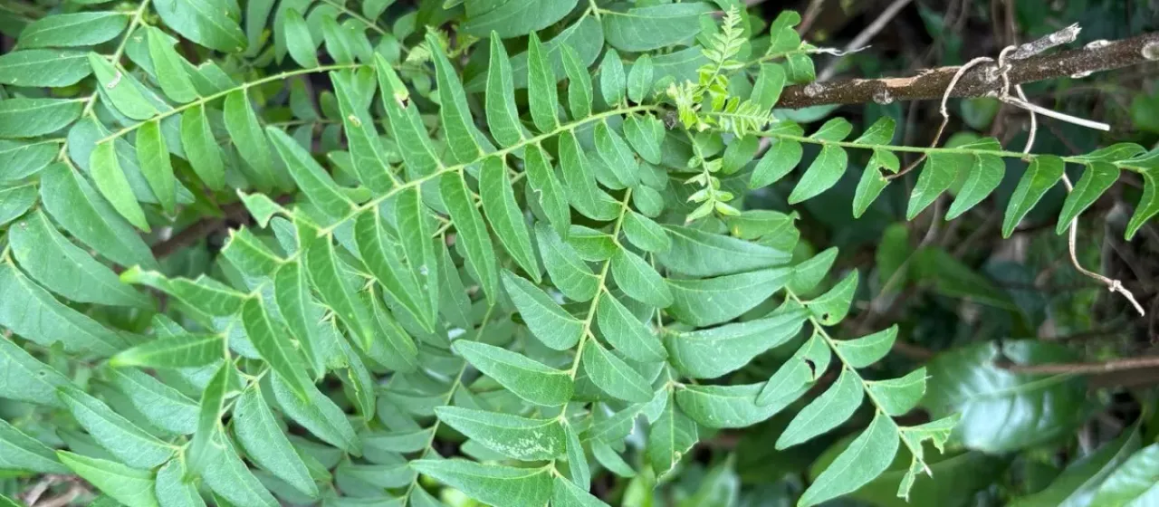 Clausena excavata