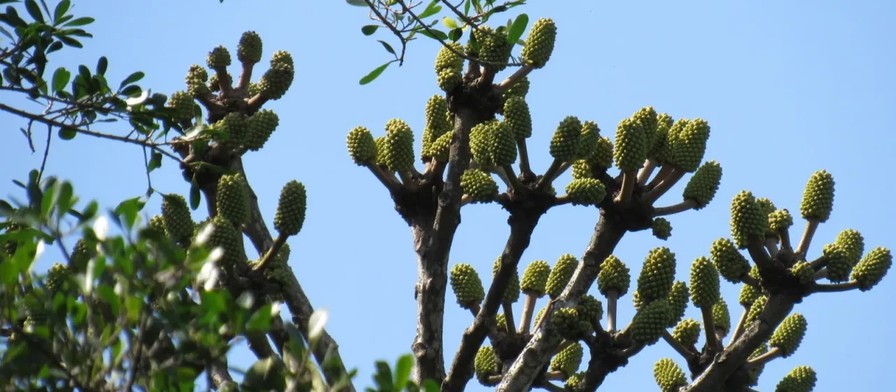 Cussonia sphaerocephala
