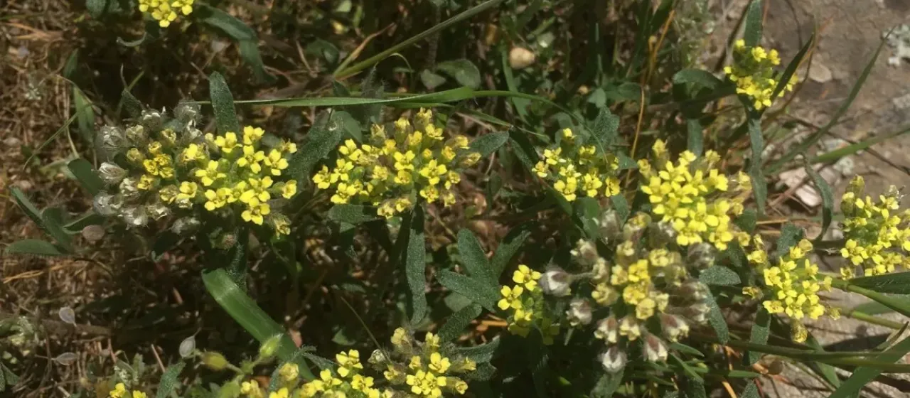 Alyssum umbellatum