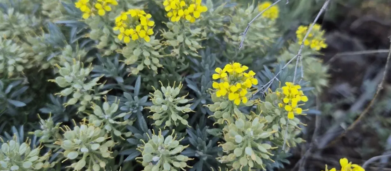 Alyssum pulvinare