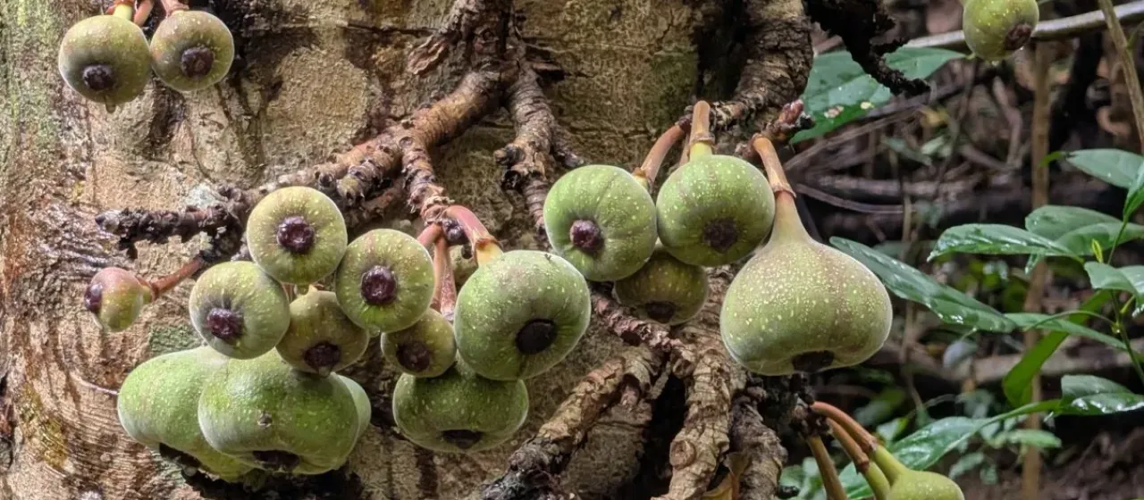 Ficus auriculata