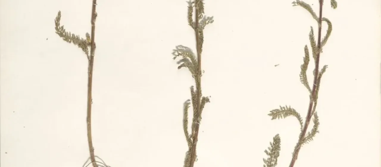 Mountain yarrow