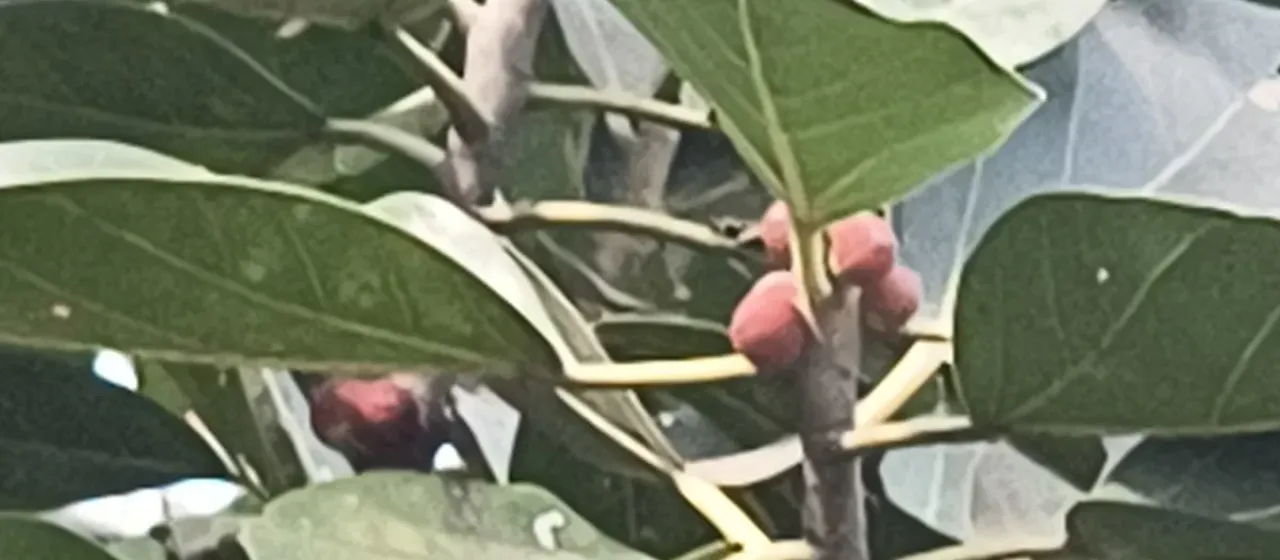 Banyan fig