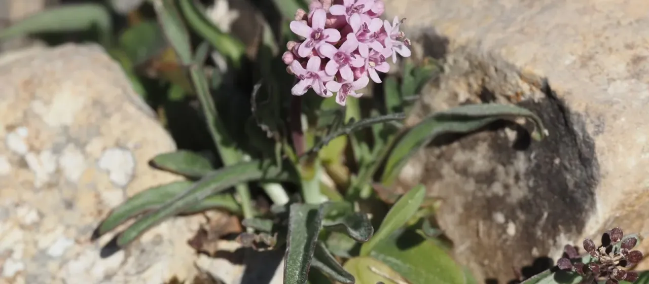 Tuberous valerian