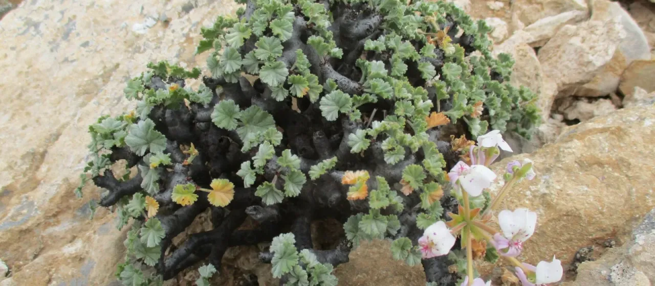 Thick-stemmed pelargonium
