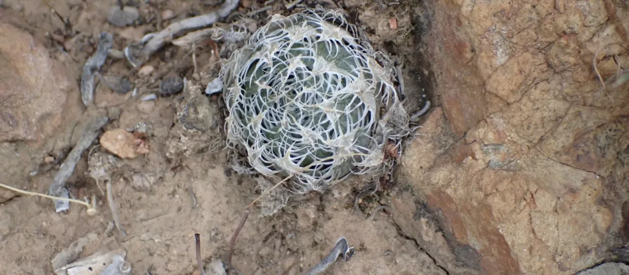 Haworthia decipiens