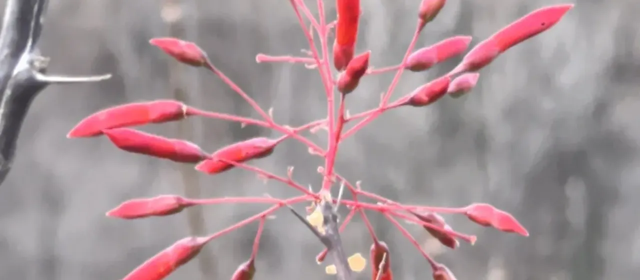 Fouquieria macdougalii