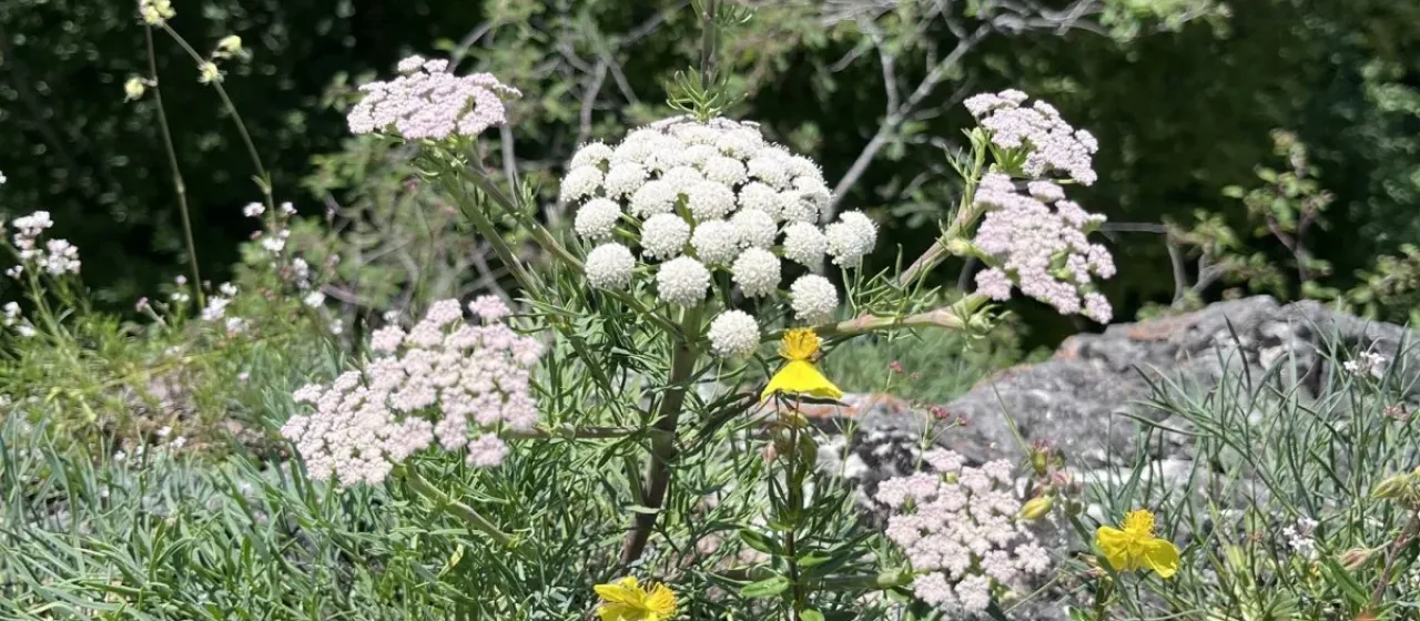 Hippomarathrum