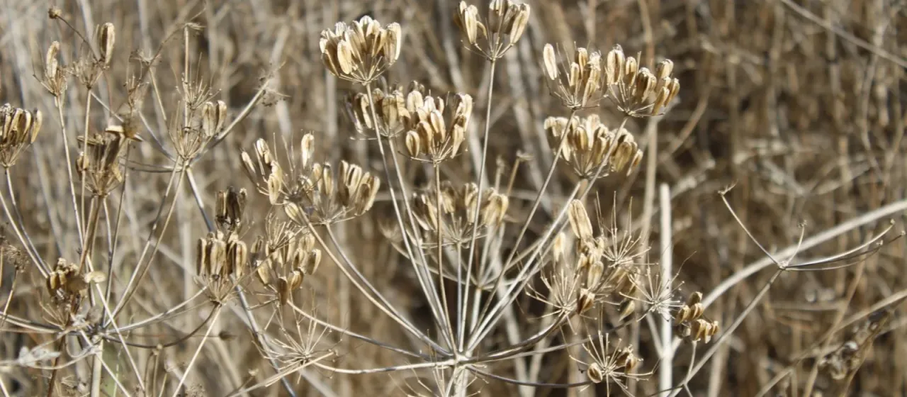 Heptaptera anisopetala
