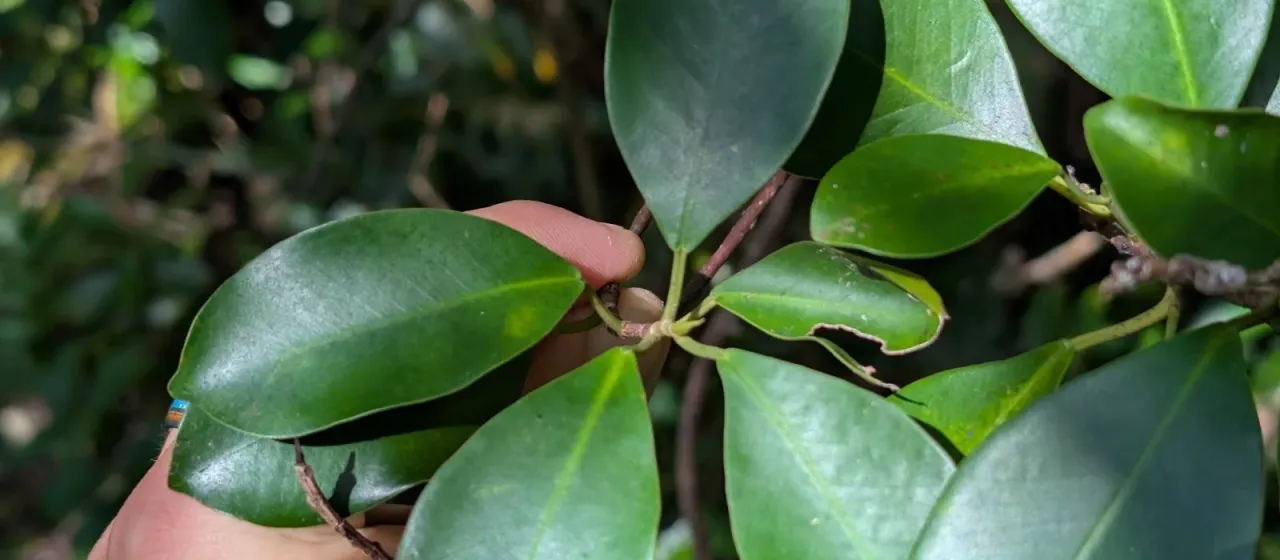 Ficus microcarpa
