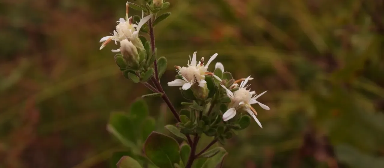 White-top aster