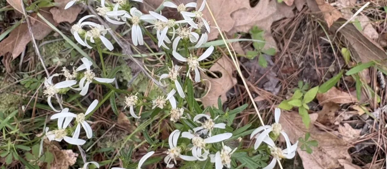 Narrowleaf white-topped aster