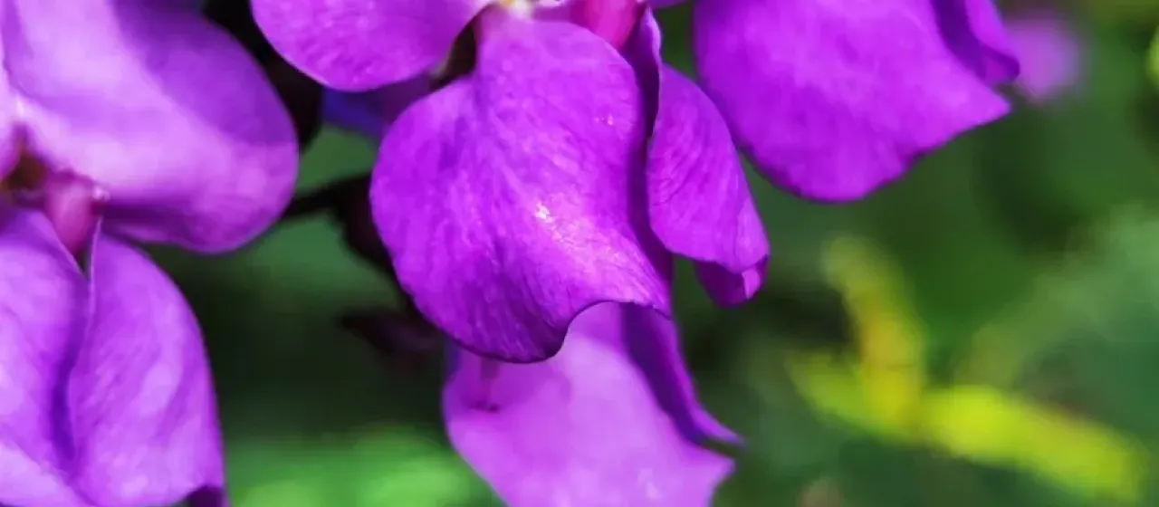 Dioclea grandiflora