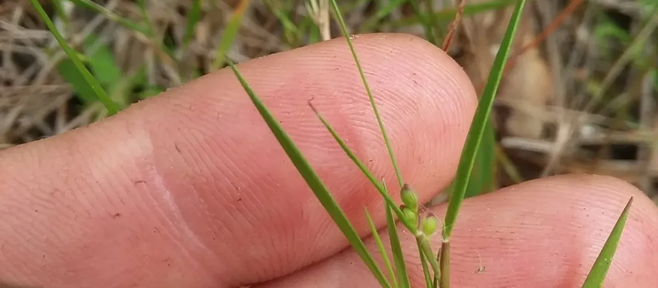 Dichanthelium aciculare