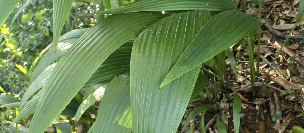 Curculigo seychellensis