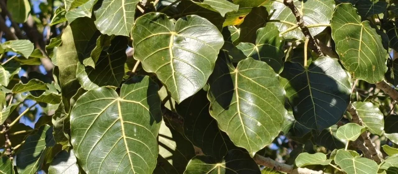 Ficus petiolaris