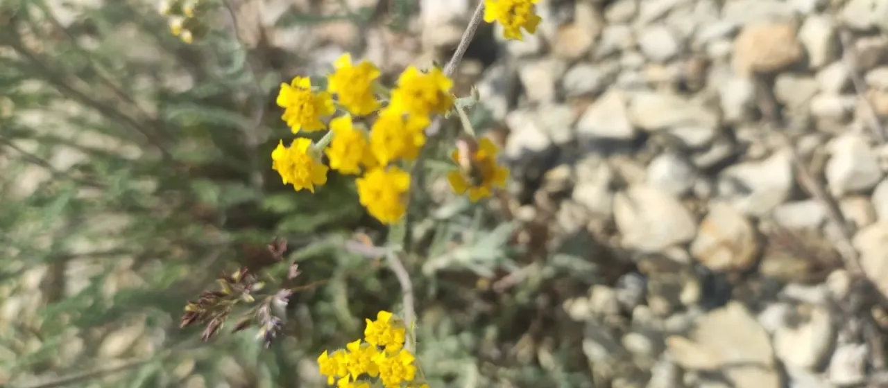 Narrow-leaf yarrow