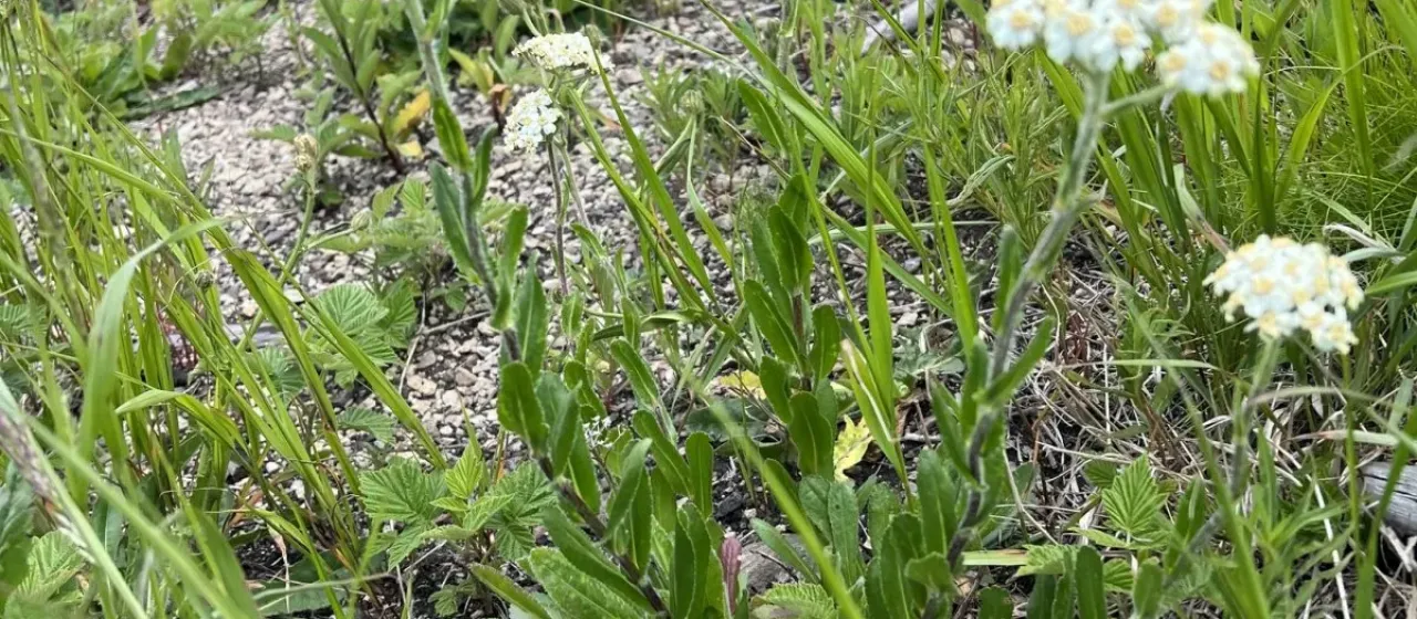 Tongue-leaf yarrow