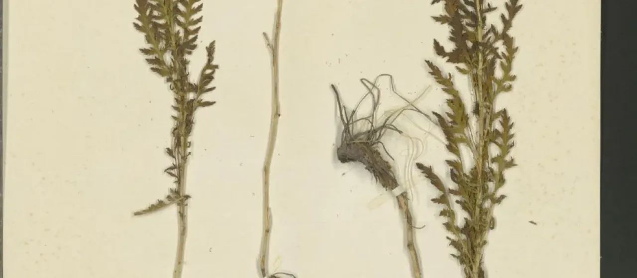 Thracian yarrow