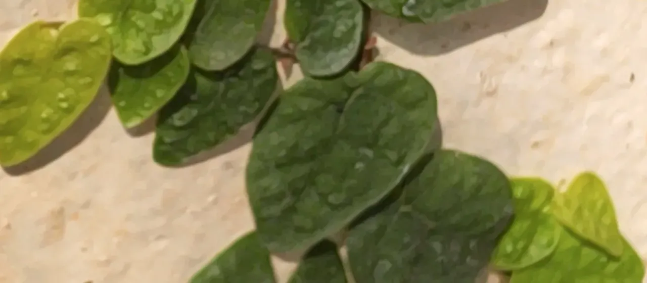 Creeping fig