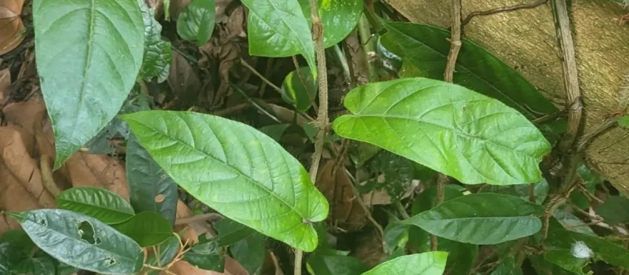 Sagittate fig