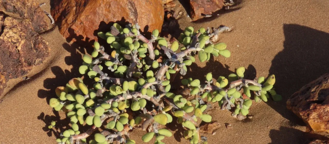 Portulacaria pygmaea