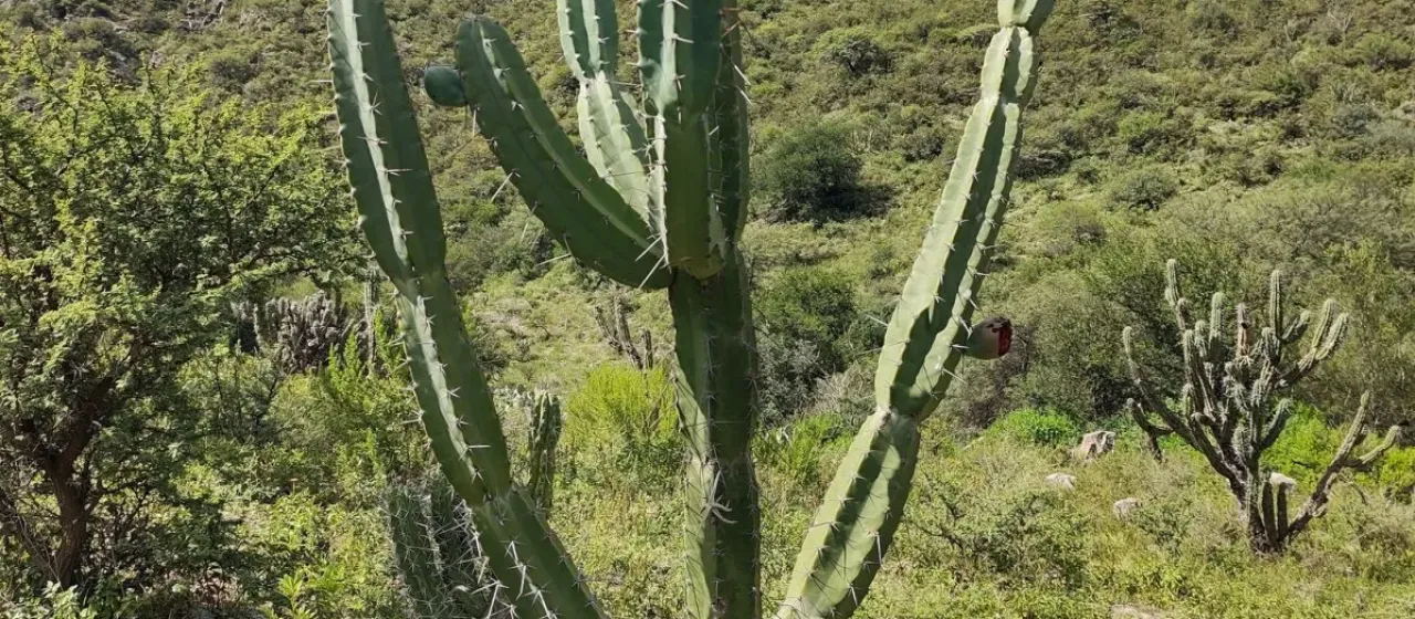 Cereus forbesii